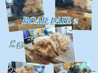 Guinea Pig rodents Pairs of Girl and Boy guinea pigs ready to leave - Advert 7