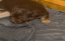 Jack Russell dogs for sale: Trad.working family short legged Jack Russell  - Advert 11