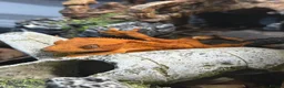 Gecko reptiles for sale: *Young Crested Gecko and Setup*  in St. Neots - Advert 3