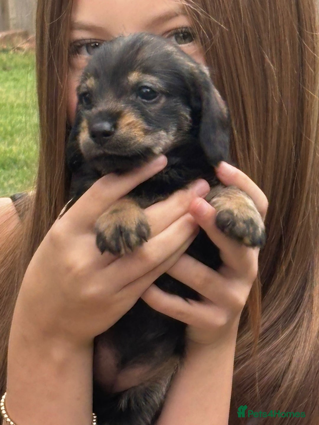 Dachshund dogs for sale: 🐾 Beautiful wired haired Dachshund Puppies - Image 25