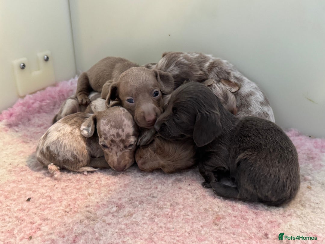 Miniature Dachshund dogs for sale: Miniature dachshund - Image 18