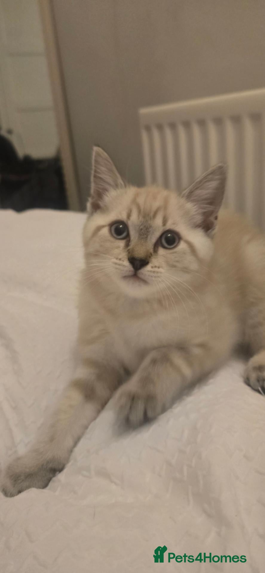 Mixed Breed cats BSH x Ragdoll - Advert 21