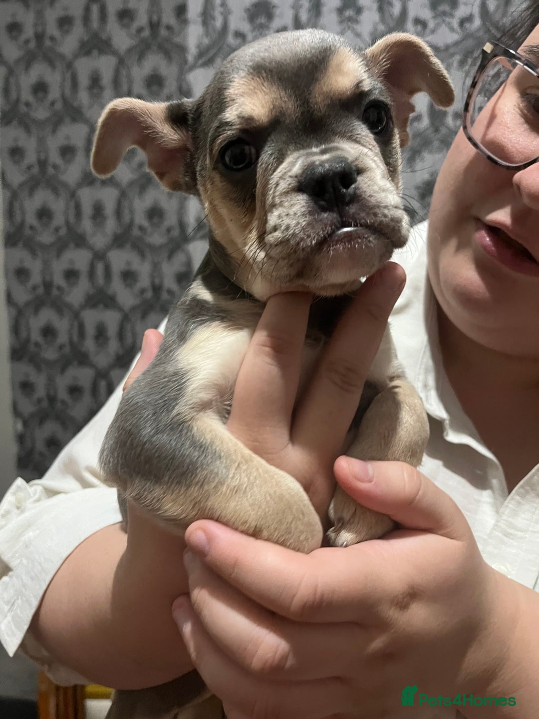 Mixed Breed dogs for sale: Beautiful female puppy ready today  - Image 3