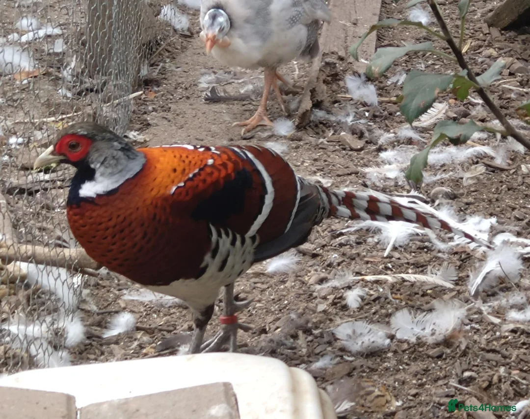 Pheasants poultry for sale: Elliott pheasants  - Advert 1