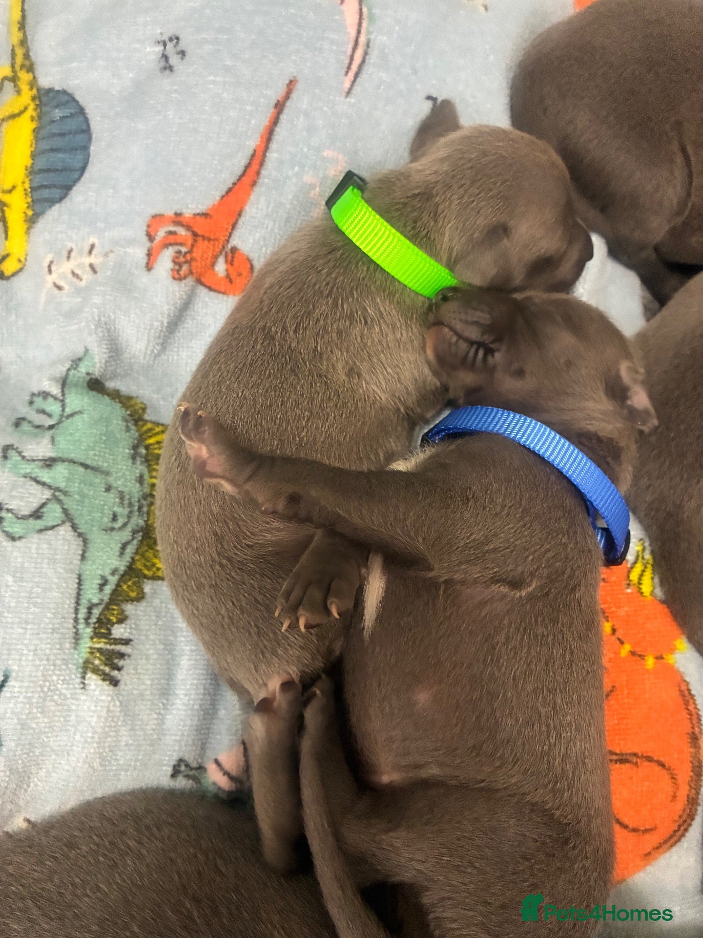 Whippet dogs Blue whippet puppies 💙 - Advert 9