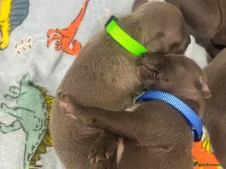 Whippet dogs Blue whippet puppies 💙 - Advert 9