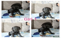 Mixed Breed dogs for sale: 3/4 labrador 1/4 Dalmatian puppies  - Image 5