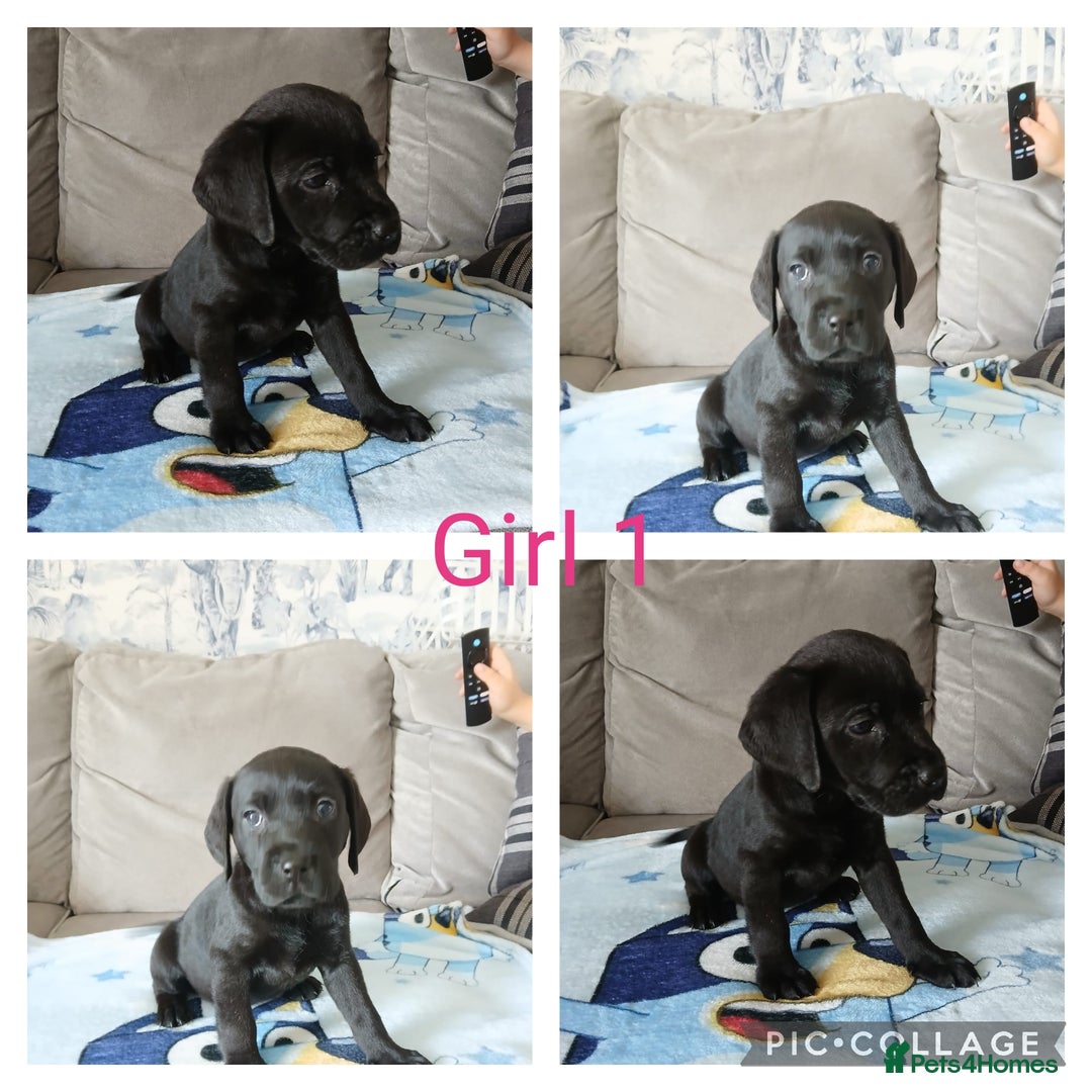 Mixed Breed dogs for sale: 3/4 labrador 1/4 Dalmatian puppies  - Image 5