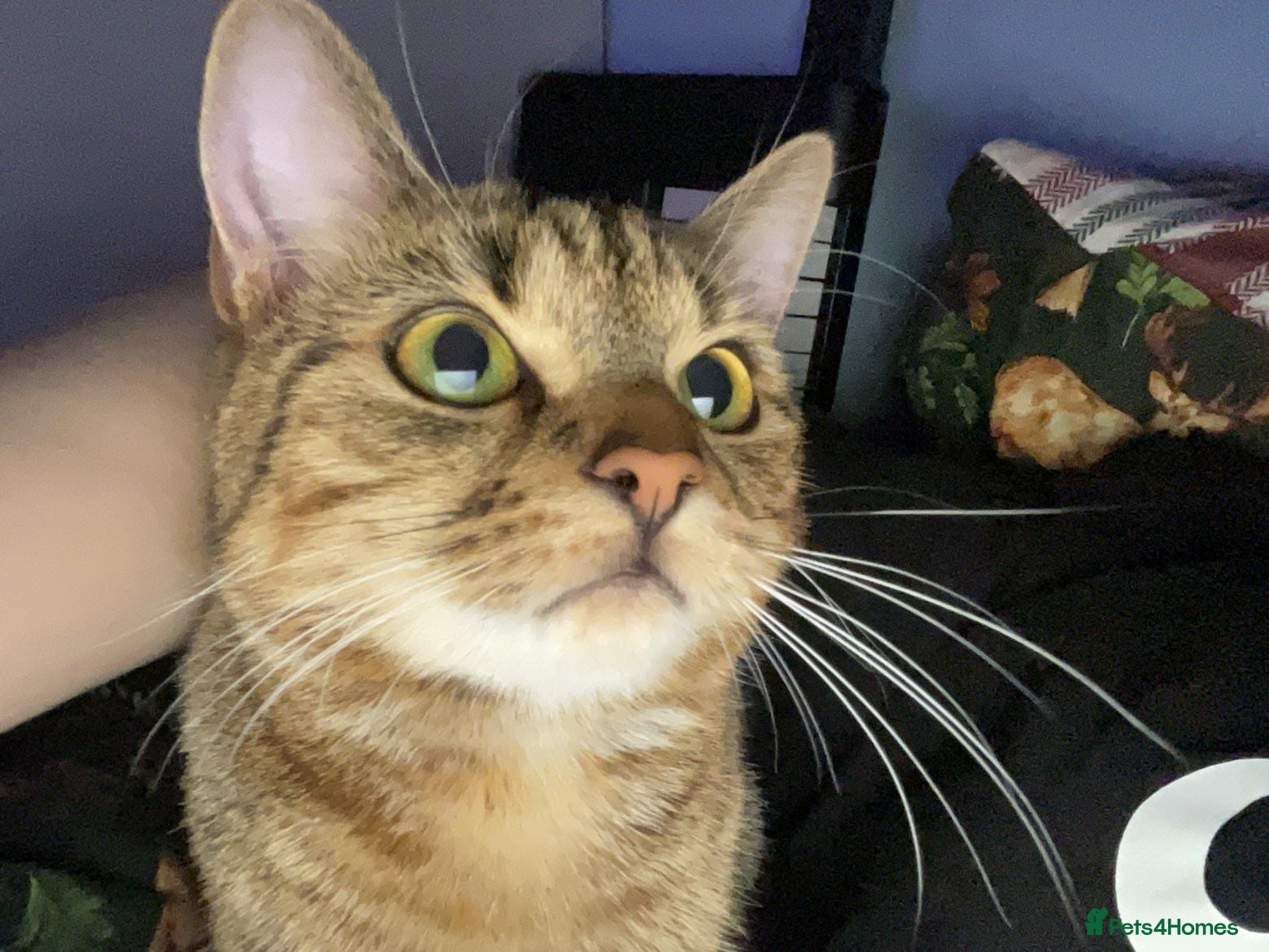 Bengal cats  female cat 18 months old - Advert 2