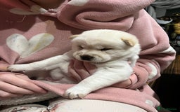 Siberian Husky dogs for sale: 3 fluffy chowski’s  - Advert 20