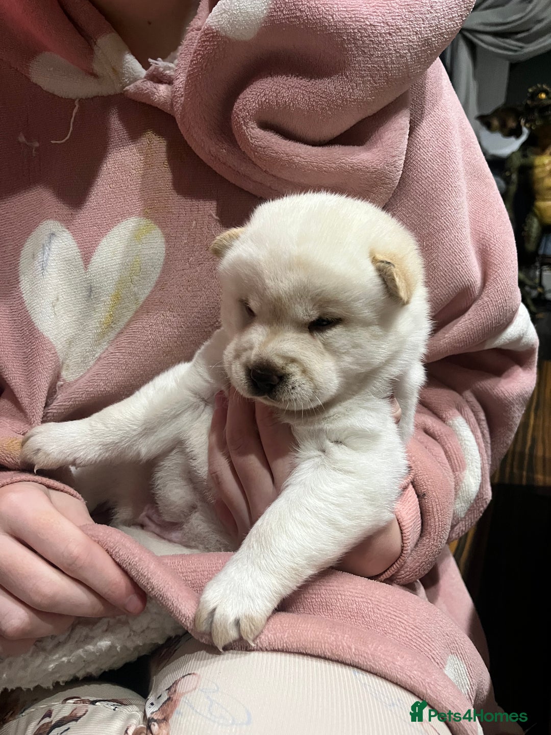 Siberian Husky dogs for sale: 3 fluffy chowski’s  - Advert 20