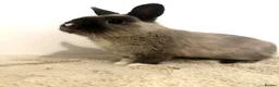 Netherland Dwarf rabbits for sale: Gorgeous Netherland dwarf male rabbit - Advert 13
