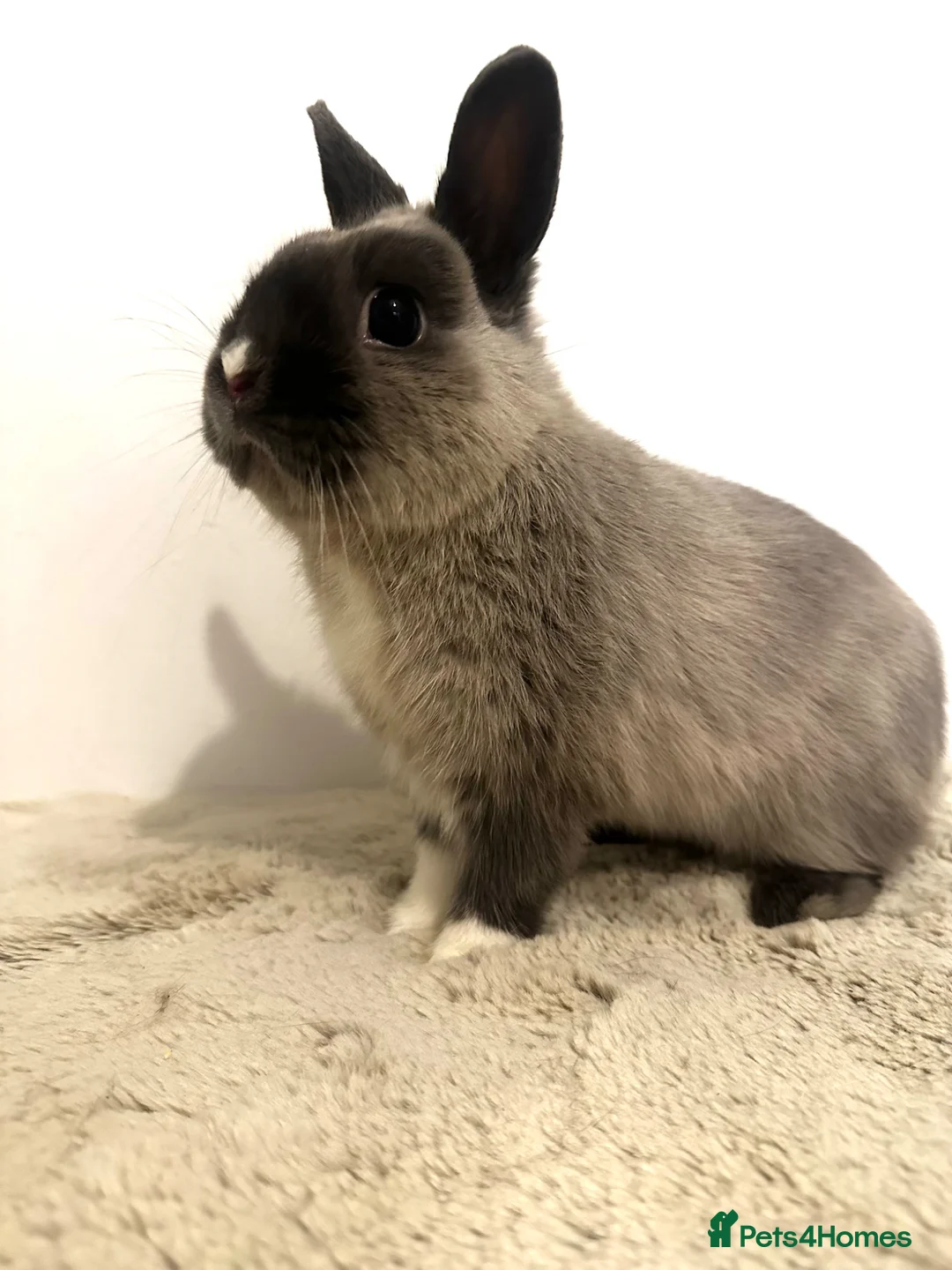 Netherland Dwarf rabbits for sale: Gorgeous Netherland dwarf male rabbit - Advert 13