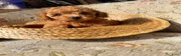 Toy Poodle dogs for sale: Beautiful Toy Poodle Puppies – Leeds in Leeds - Advert 13
