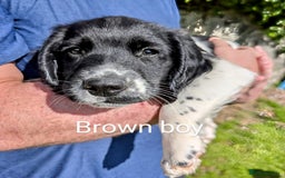 English Springer Spaniel dogs for sale: English Springer Spaniel pups for sale - Image 11