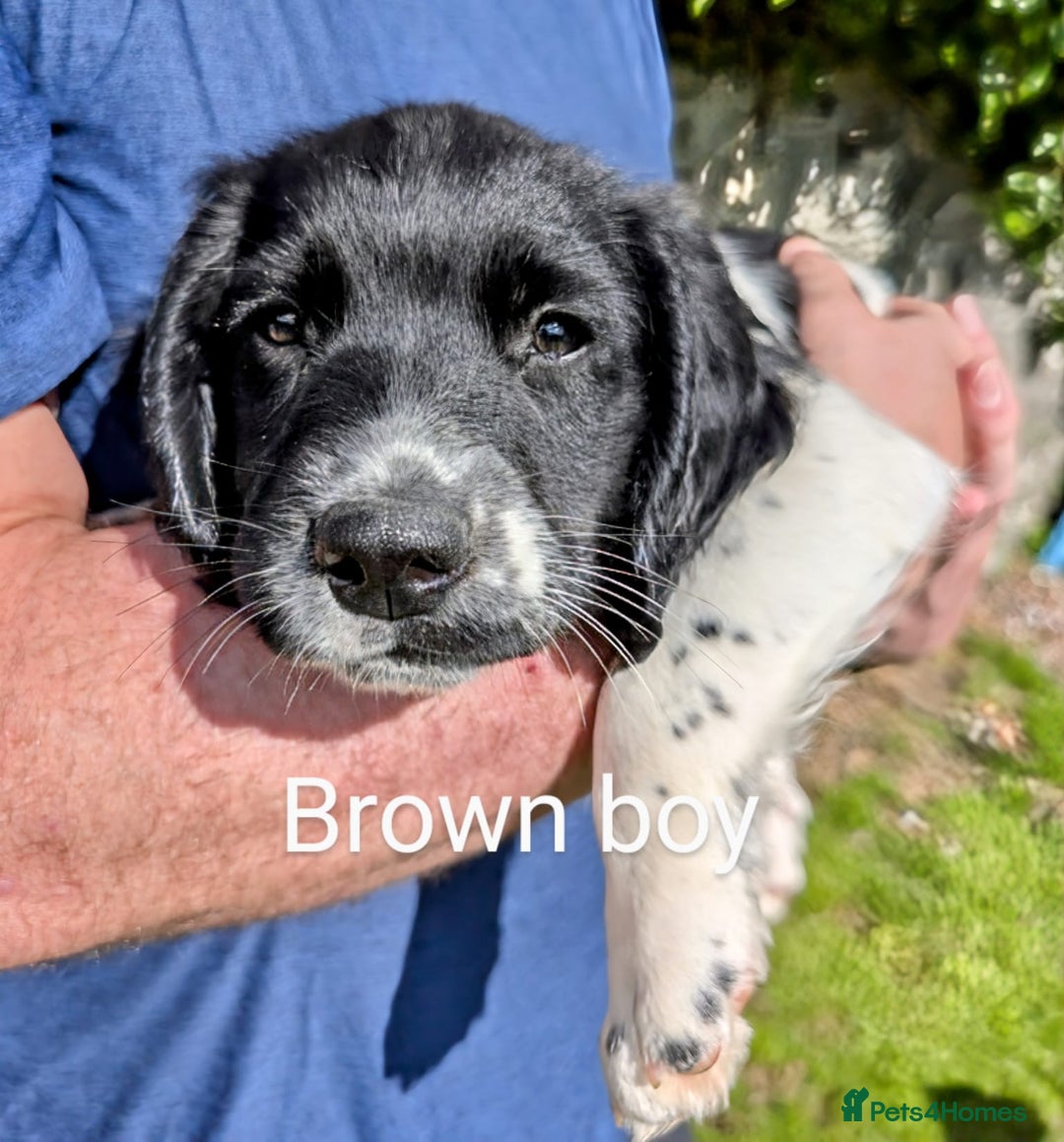 English Springer Spaniel dogs for sale: English Springer Spaniel pups for sale - Image 11