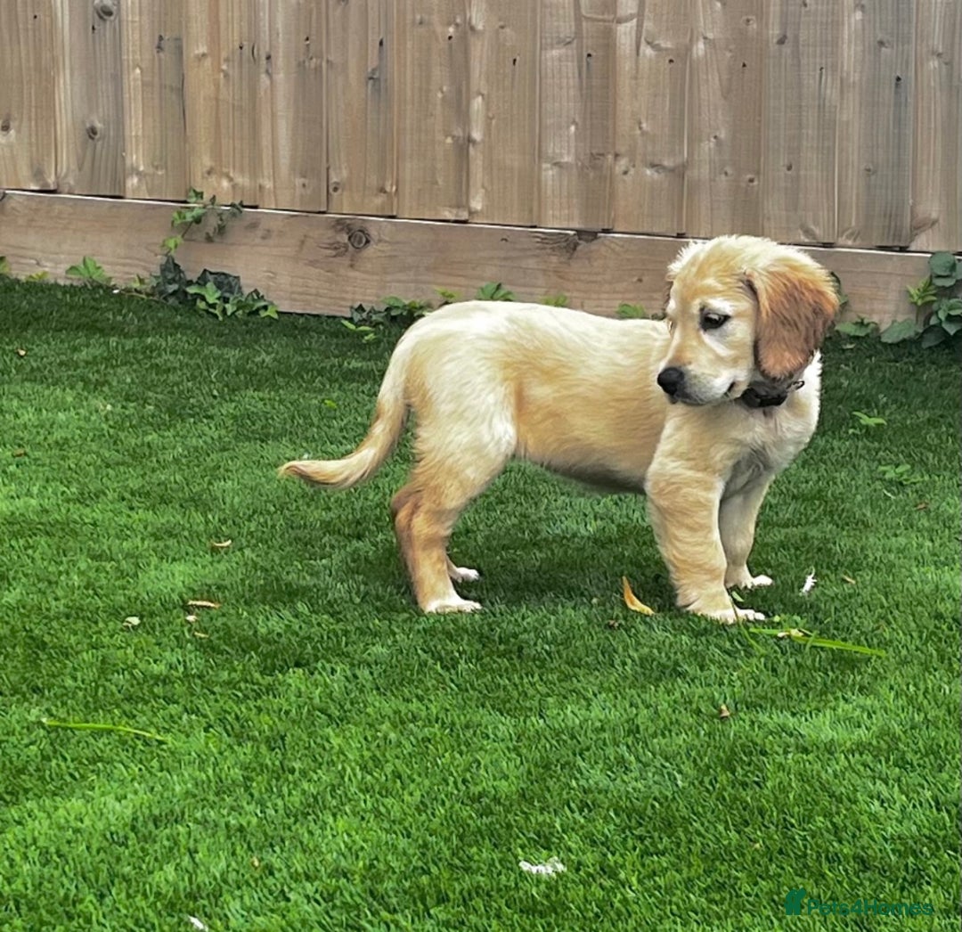 Golden Retriever dogs for sale: Kc reg golden retriever girl ready to leave now - Image 4
