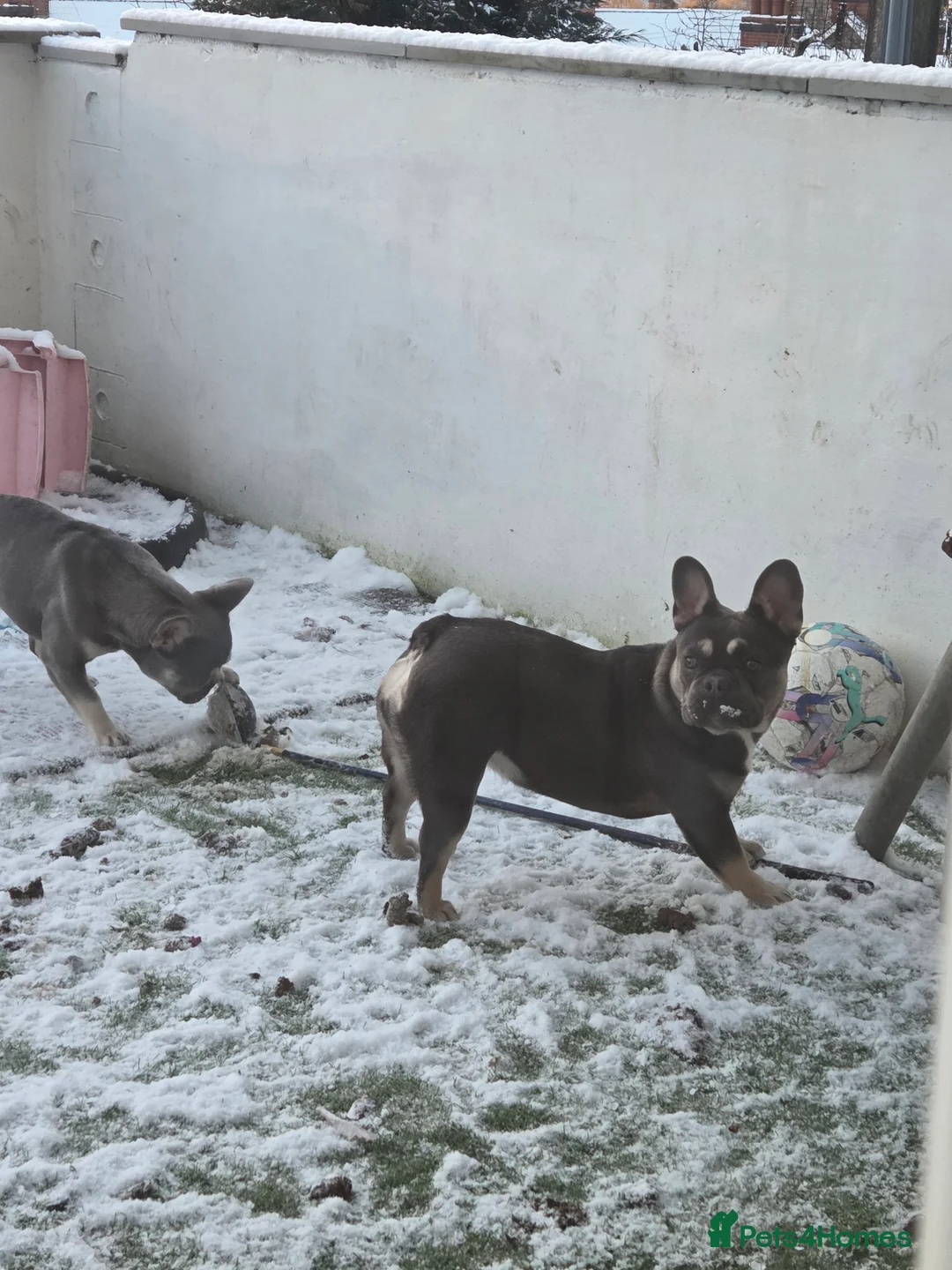 French Bulldog dogs for sale: 2 beautiful female french bulldog pups lilac blue - Advert 7