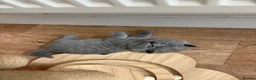 British Shorthair cats for sale: REDUCED GCCF active, 5 gen championship BSH - Advert 11