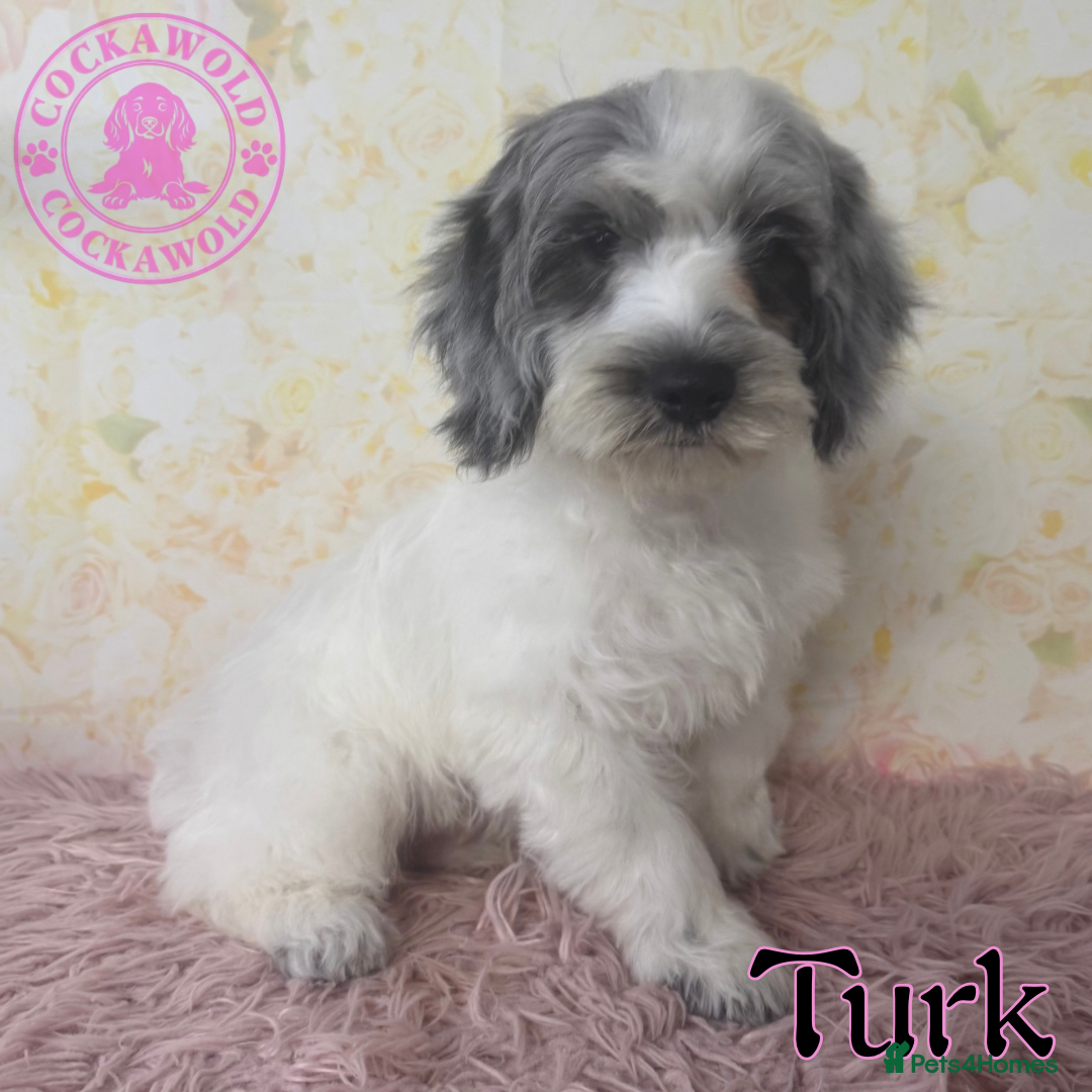 Cockapoo dogs for sale: Exceptional Cockapoo Boys: Ready Now  - Image 7