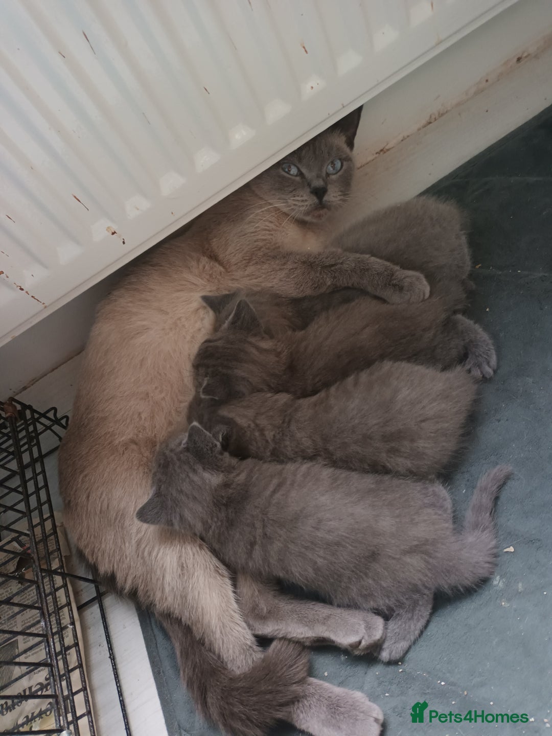 British Shorthair cats for sale: British shorthair kittens - Image 7