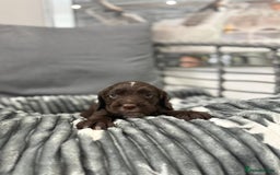 Cocker Spaniel dogs for sale: Cocker spaniel puppies - Advert 5
