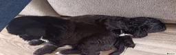 Mixed Breed dogs for sale: Unique little puppies  - Advert 5