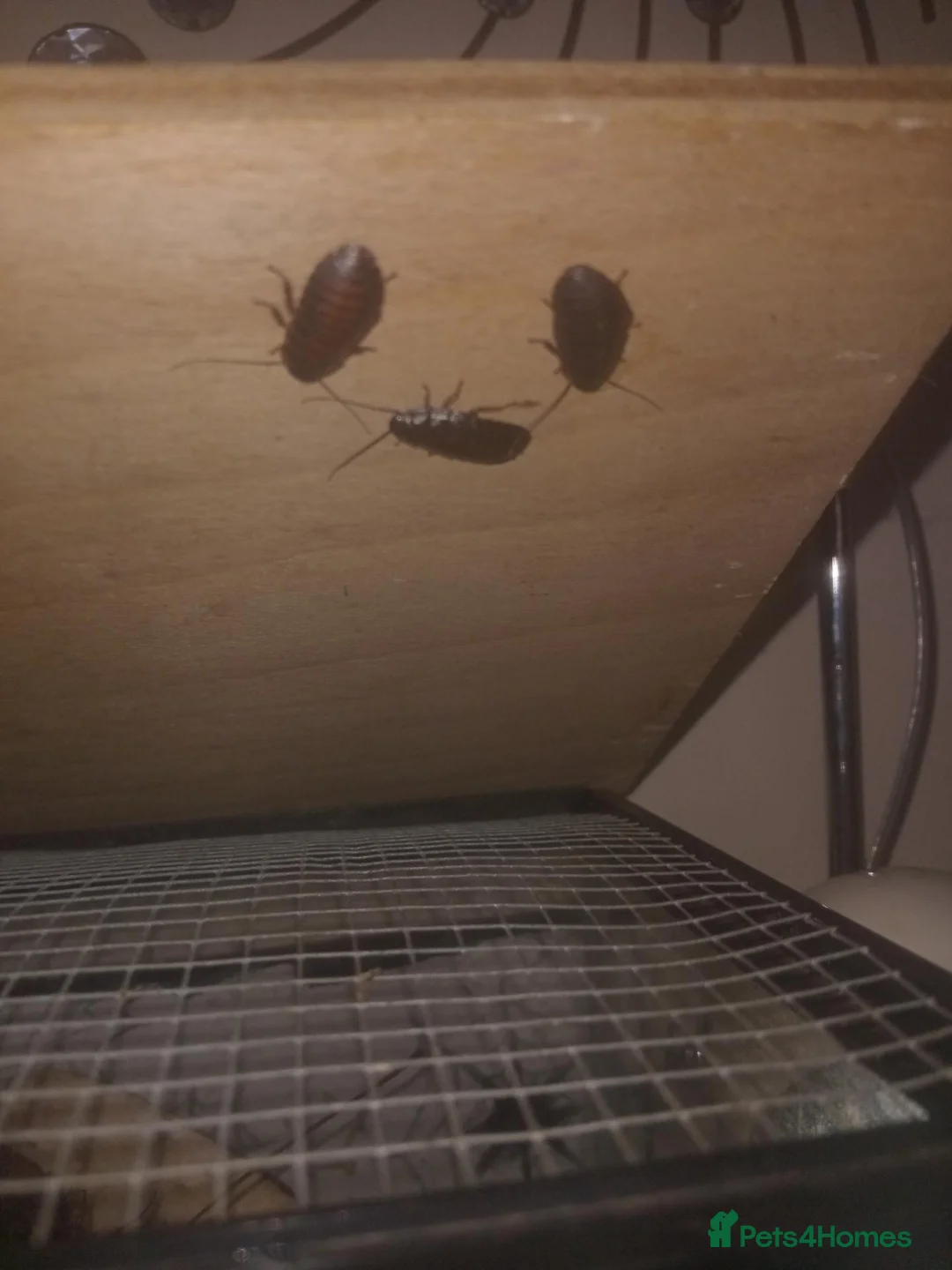 Cockroaches invertebrates for sale: Baby hissing Madagascan cockroach"s  - Advert 1