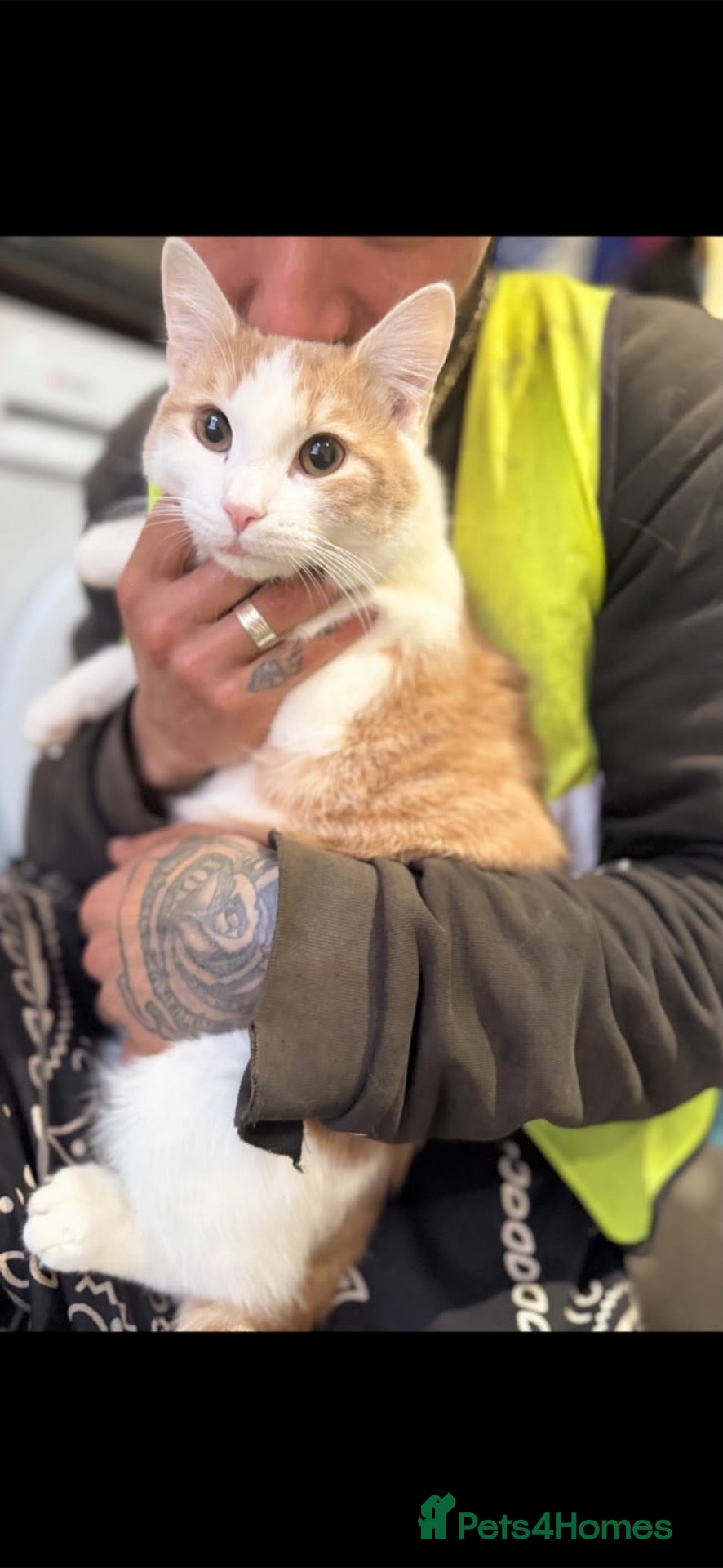 Domestic Shorthair cats for sale: domestic cat for sale - Advert 5