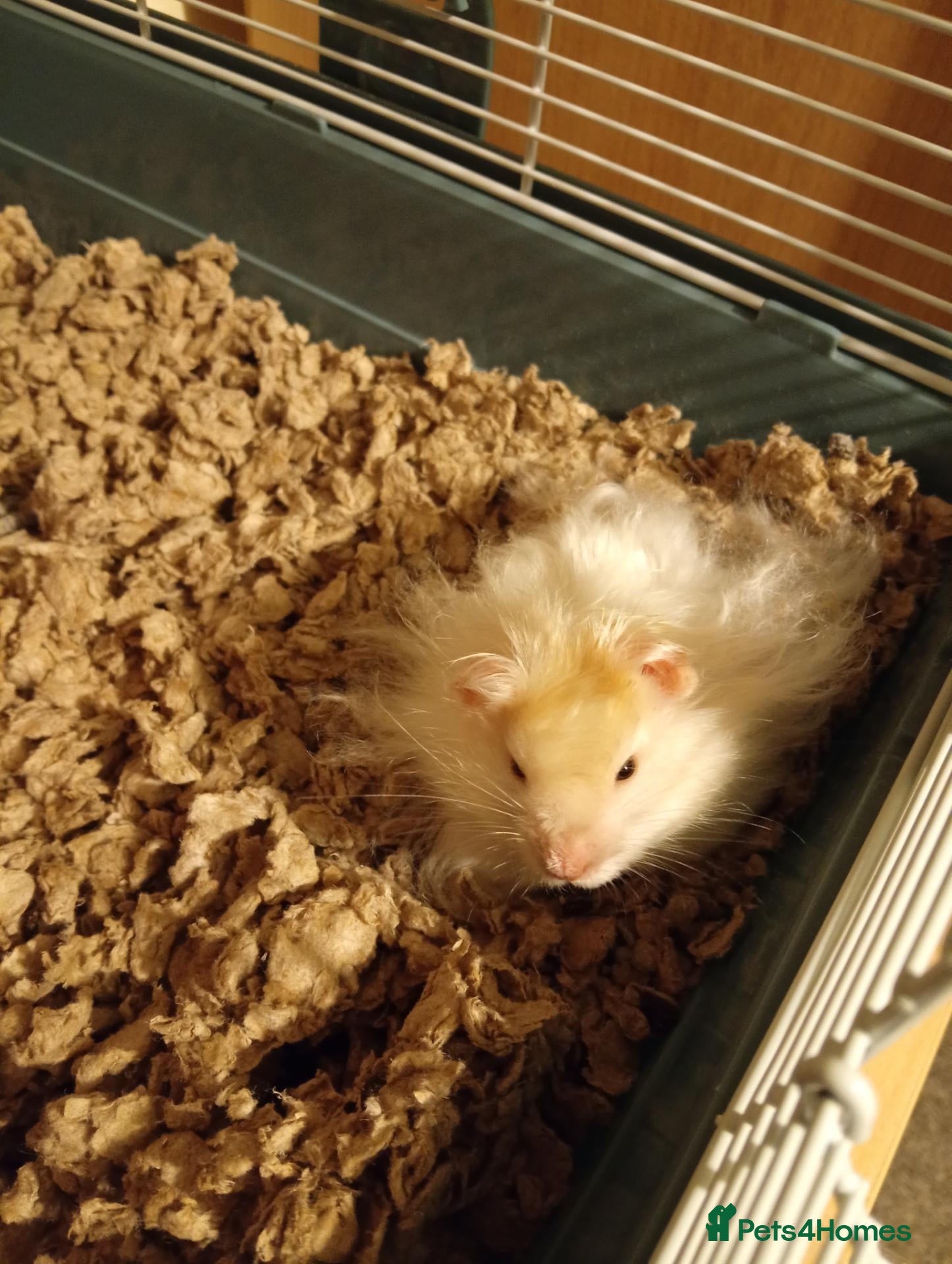 Hamster rodents for sale: Syrian Hamster with Cage - Friendly Young Male  - Advert 1