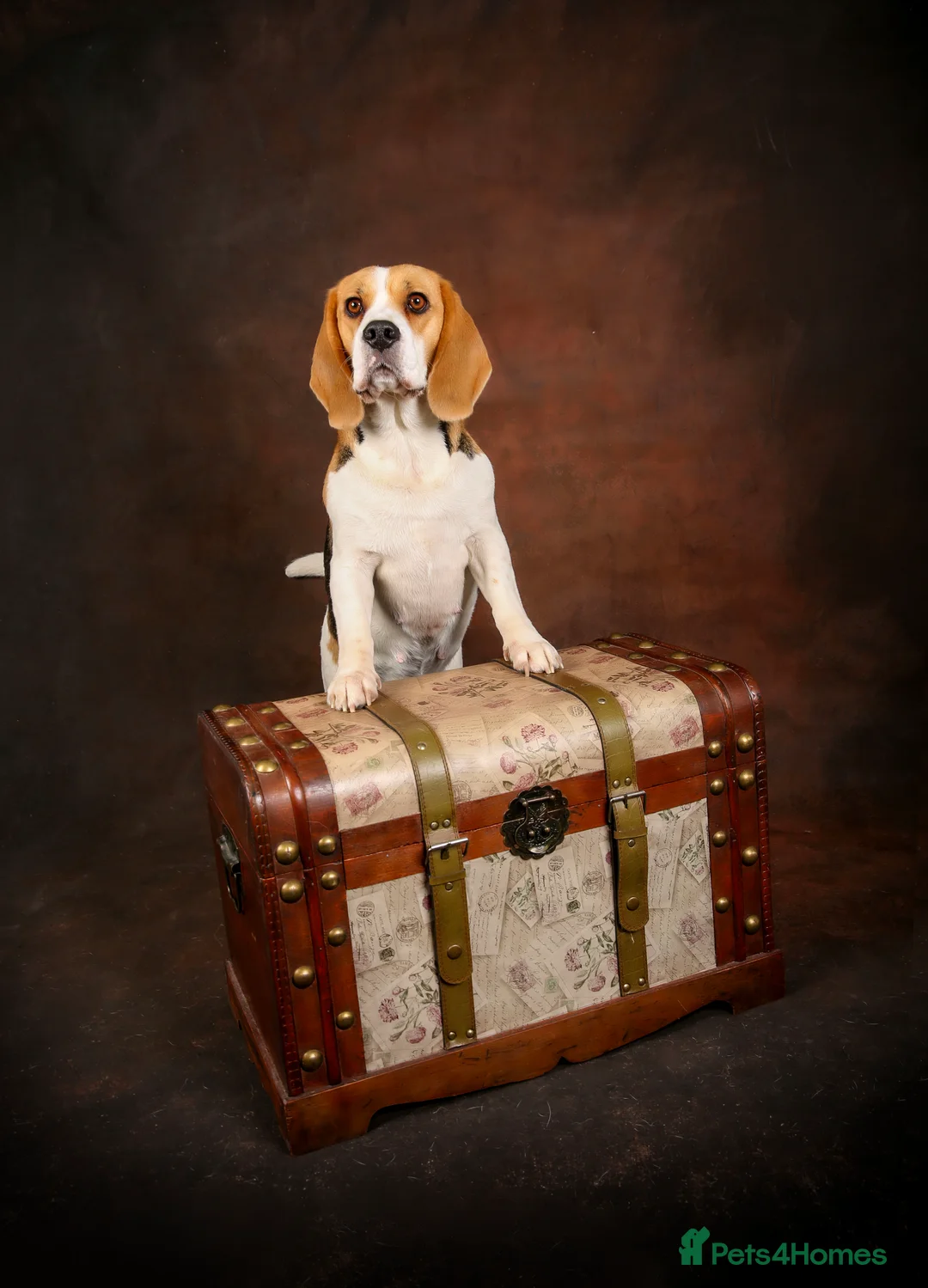 Beagle dogs for sale: CH Sired, Fully Health Tested, KC Reg, Beagle Pups - Advert 39