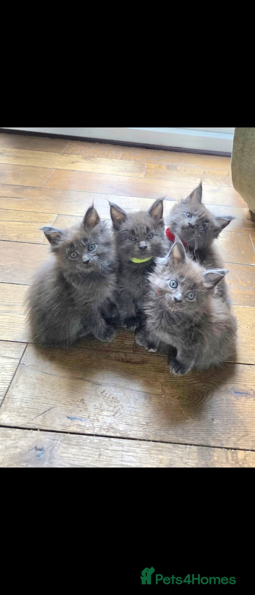 Maine Coon cats Maine coon pedigree kittens  - Advert 2