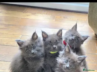 Maine Coon cats Maine coon pedigree kittens - Advert 2