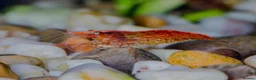 Shrimps fish for sale: Cheap Low Grade Red Shrimps, 15, 10 Free Shrimps - Advert 2