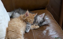 Maine Coon cats for sale: 2 pure mainecoon kittens ready now to leave  - Image 20