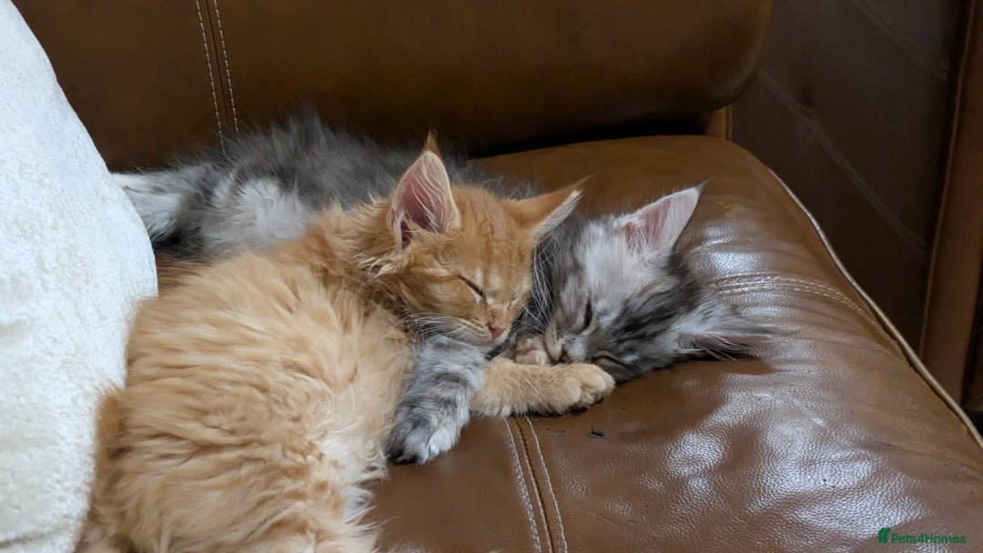 Maine Coon cats for sale: 2 pure mainecoon kittens ready now to leave  - Image 20