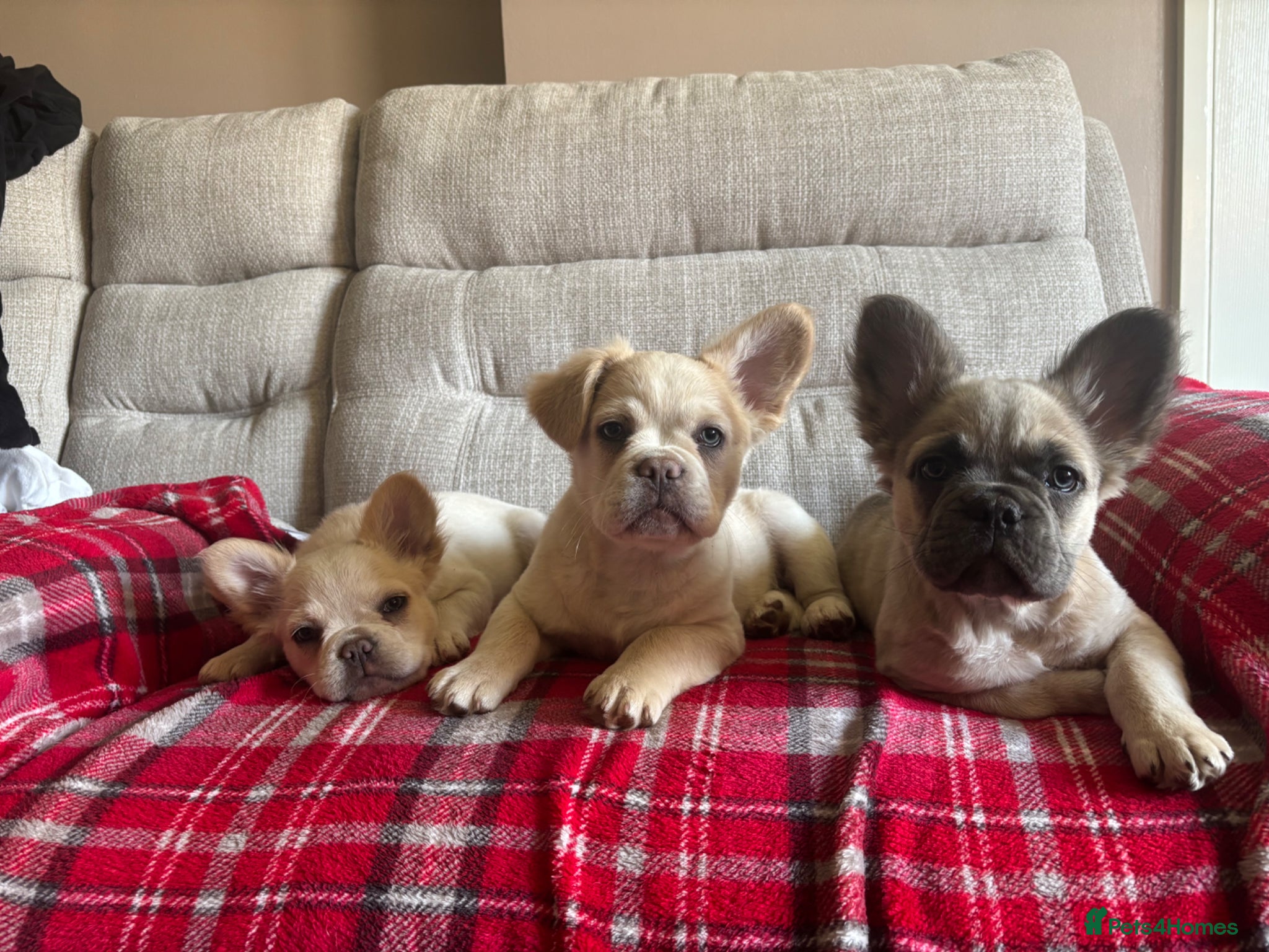 French Bulldog dogs REDUCED - Rare fluffy french bulldogs - Advert 5