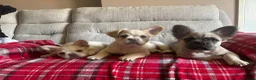 French Bulldog dogs for sale: LAST PUPPY- Rare fluffy french bulldogs - Advert 3