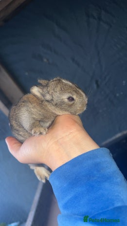 Netherland Dwarf rabbits in Wallasey - Advert 2
