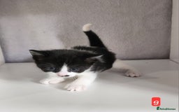 British Shorthair cats for sale: Beautiful black and white kittens - Image 12