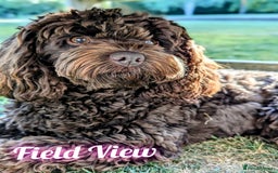 Miniature Poodle dogs for stud: Imported Brown Miniature Poodle & Cavalier Studs in Sutton Coldfield - Image 8