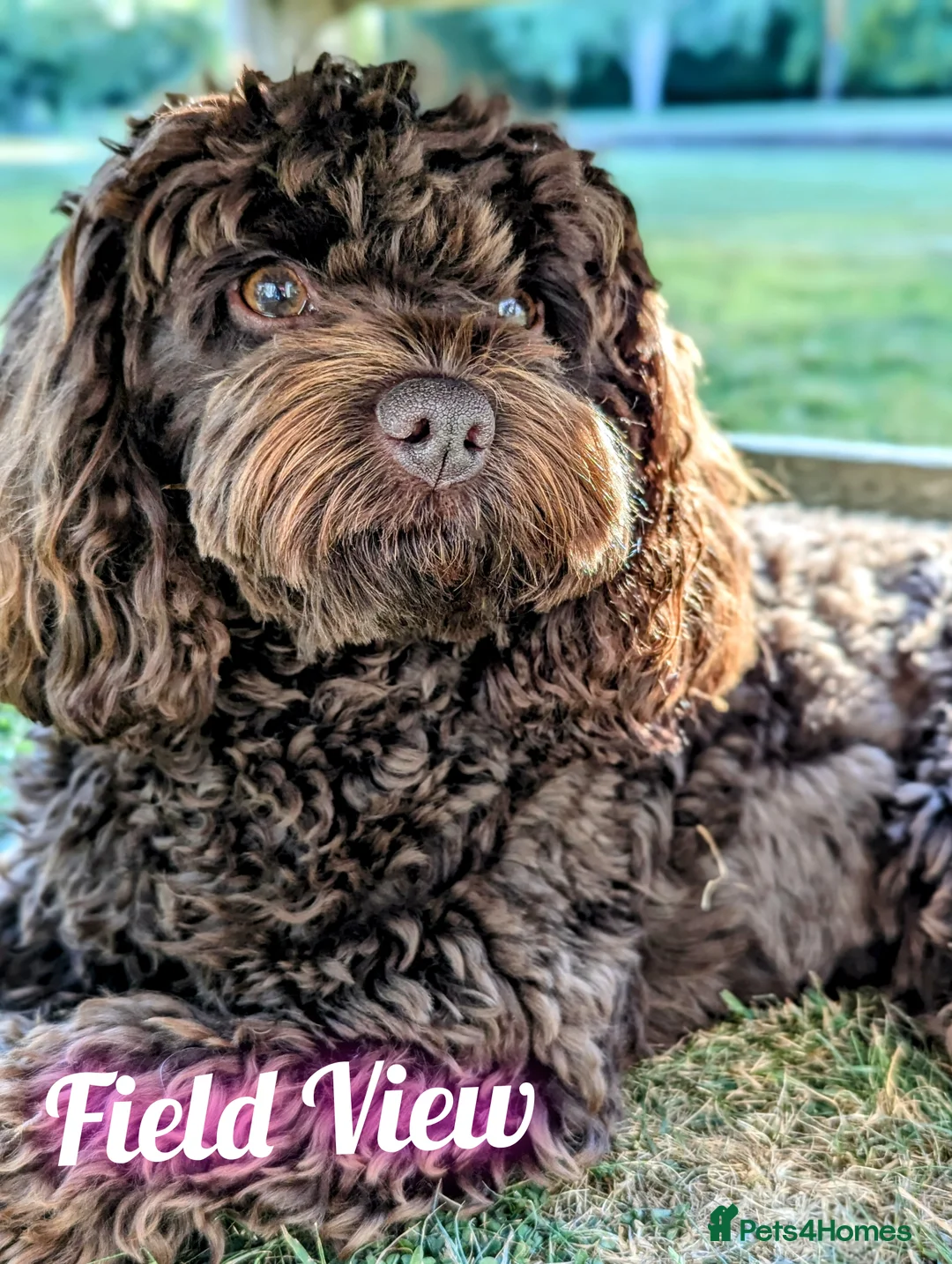 Miniature Poodle dogs for stud: Imported Brown Miniature Poodle & Cavalier Studs in Sutton Coldfield - Advert 8