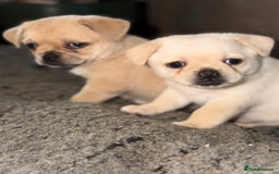 Pug dogs for sale: Adorable Pug x Pomeranian Puppies, Ready Today. - Image 20