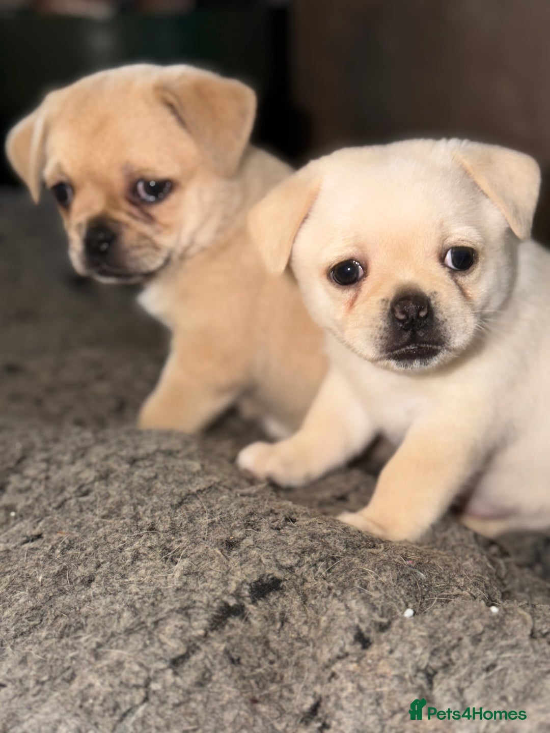 Pug dogs for sale: Adorable Pug x Pomeranian Puppies, Ready Today. - Image 20