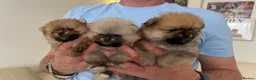 Pomeranian dogs for sale: ADORABLE PURE POMERANIAN KC - Advert 8