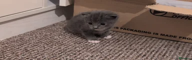 Mixed Breed Kitten 2