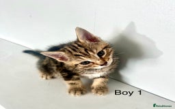 Bengal cats for sale: Gorgeous Bengal kittens ready on go 26th September - Image 14