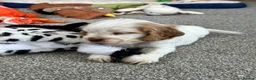 Cocker Spaniel dogs for sale: Stunning Orange roan boys - Advert 12
