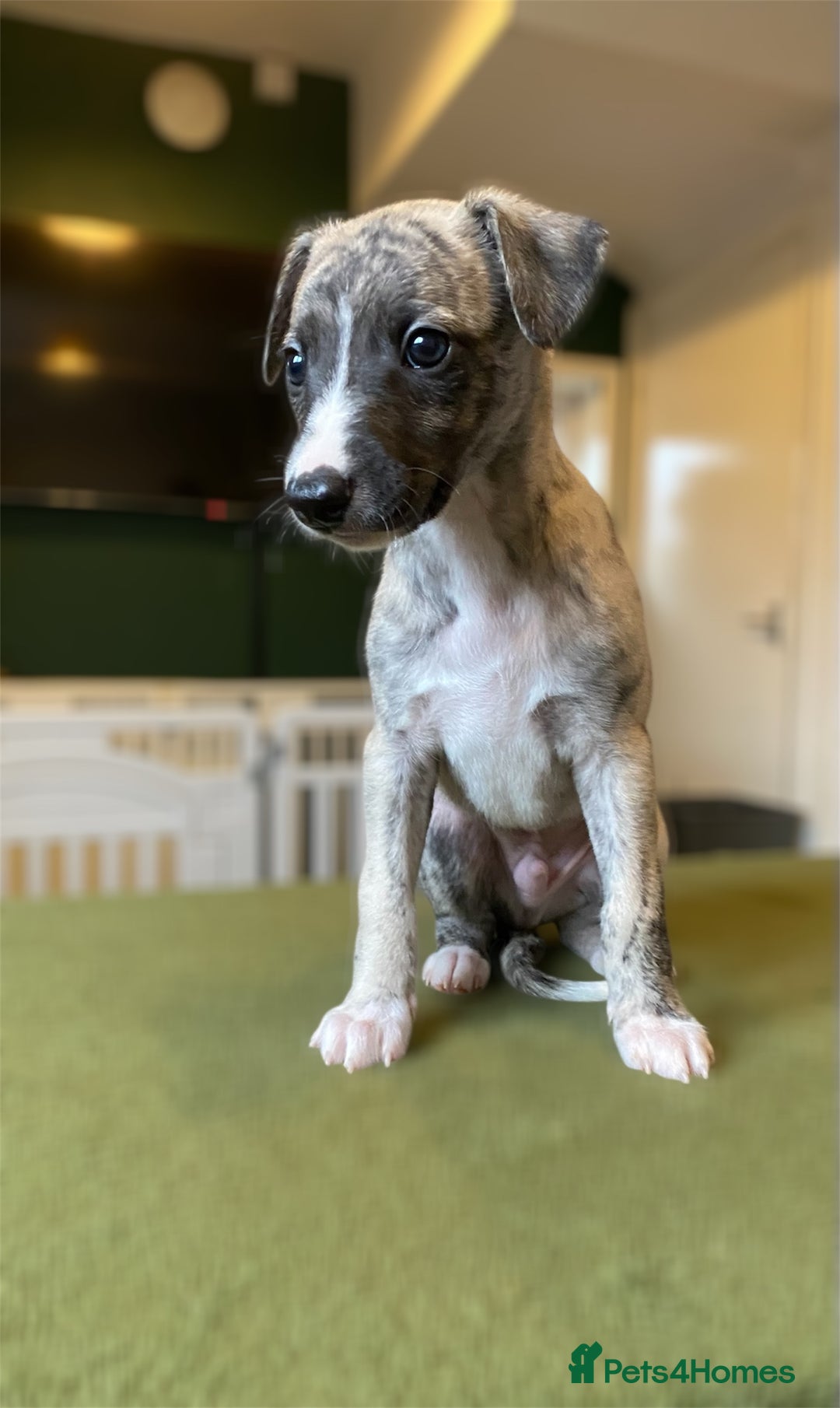 Whippet dogs for sale: 🐾✨ Exceptional Brindle Whippet Puppies✨🐾 - Advert 10