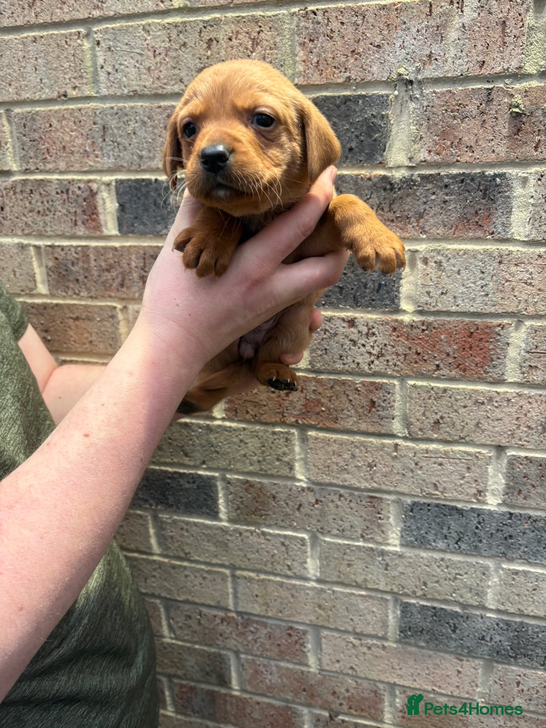 Labrador Retriever dogs for sale: Kc fox red Labrador puppies 4 boys ready to go  - Advert 16